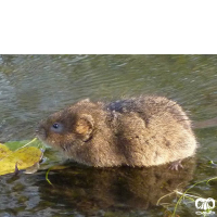 گونه ول آبزی Eurasian Water Vole